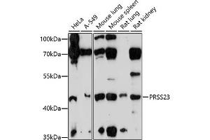 Western blot analysis of extracts of various cell lines, using PRSS23 antibody (ABIN7269582) at 1:1000 dilution. (PRSS23 抗体  (AA 101-220))