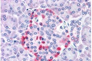 Anti-CADM4 / NECL-4 antibody  ABIN1048370 IHC staining of human pancreas. (Cell Adhesion Molecule 4 抗体  (Internal Region))