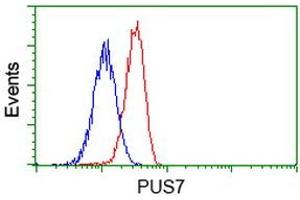 Image no. 3 for anti-Pseudouridylate Synthase 7 Homolog (PUS7) antibody (ABIN1500515) (PUS7 抗体)
