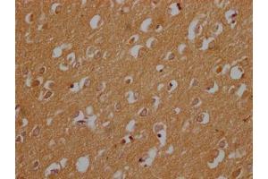 IHC image of ABIN7148487 diluted at 1:200 and staining in paraffin-embedded human brain tissue performed on a Leica BondTM system. (CNTNAP3B 抗体  (AA 26-256))