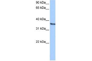 Chondroadherin antibody used at 0.