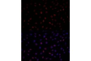 Immunofluorescence analysis of L929 using SF3B1 antibody (ABIN7270543) at dilution of d100 (40x lens). (SF3B1 抗体  (AA 1-144))