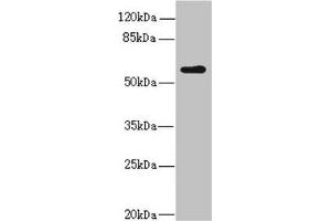 Western blot All lanes: KPNA5 antibody at 2. (KPNA5 抗体  (AA 1-240))