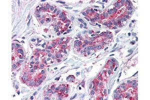 Anti-ENTPD2 antibody IHC of human breast. (ENTPD2 抗体  (Internal Region))