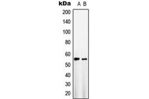 Western blot analysis of GLUT1 expression in HepG2 (A), NIH3T3 (B) whole cell lysates. (GLUT1 抗体  (C-Term))