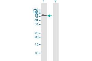 Western Blot analysis of SP100 expression in transfected 293T cell line by SP100 MaxPab polyclonal antibody. (SP100 抗体  (AA 1-480))