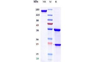Anti-TNFRSF10B / TRAILR2 / CD262 Reference Antibody (tigatuzumab) on SDS-PAGE under reducing (R) condition.