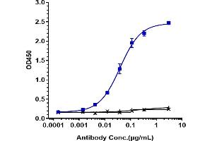 Immobilized human LOXL2 His at 2 μg/mL can bind Anti-LOXL2 Reference Antibody (simtuzumab), EC50=0.