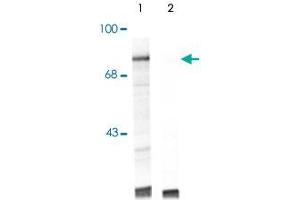 Western blot of UV treated human Jurkat cell lysate showing specific immunolabeling of the ~74k Raf1 protein (Control). (RAF1 抗体  (pSer301))