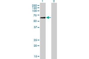 Western Blot analysis of NUPL1 expression in transfected 293T cell line by NUPL1 MaxPab polyclonal antibody. (NUPL1 抗体  (AA 1-599))