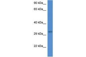 Image no. 1 for anti-UBX Domain Protein 2A (UBXN2A) (AA 123-172) antibody (ABIN6746109) (UBXN2A 抗体  (AA 123-172))