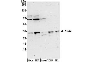 Western Blotting (WB) image for anti-NSA2 Ribosome Biogenesis Homolog (NSA2) (AA 150-200) antibody (ABIN7452958)