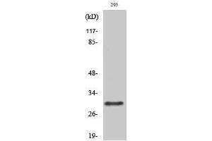 Western Blotting (WB) image for anti-RAB34, Member RAS Oncogene Family (RAB34) (C-Term) antibody (ABIN3186623) (RAB34 抗体  (C-Term))