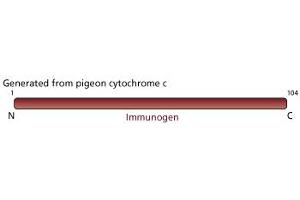Image no. 1 for anti-Cytochrome C, Somatic (CYCS) antibody (ABIN967529) (Cytochrome C 抗体)