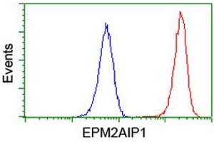 Image no. 6 for anti-EPM2A (Laforin) Interacting Protein 1 (EPM2AIP1) antibody (ABIN1498046) (EPM2AIP1 抗体)