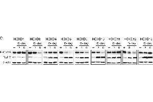 Distinct functions of HOXD proteins in regulation of neuronal differentiation. (beta Actin 抗体  (AA 359-368))