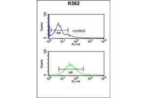Flow cytometric analysis of K562 cells using DENND1A Antibody (C-term) Cat. (DENND1A 抗体  (C-Term))