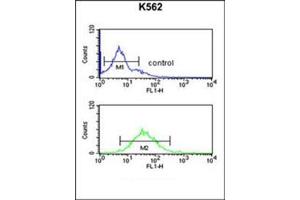 Flow cytometric analysis of K562 cells using DENND1A Antibody (C-term) Cat.