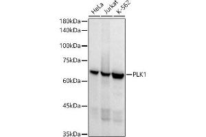 Western blot analysis of extracts of various cell lines, using PLK1 antibody (ABIN7269436) at 1:1000 dilution. (PLK1 抗体)