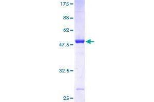 RAB38 Protein (AA 1-211) (GST tag)
