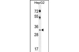 CCNG1 Antibody (N-term) (ABIN655270 and ABIN2844862) western blot analysis in HepG2 cell line lysates (35 μg/lane). (Cyclin G1 抗体  (N-Term))