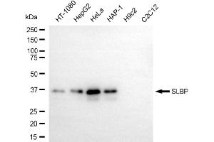 Western blotting analysis using SLBP antibody (ABIN7800436). (Recombinant SLBP 抗体)