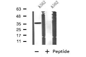 Western blot analysis of extracts from K562 cells, using APOE antibody. (APOE 抗体  (Internal Region))