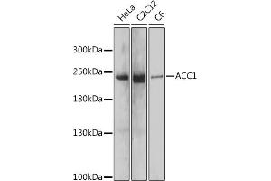Western blot analysis of extracts of various cell lines, using  antibody (ABIN7265370) at 1:1000 dilution. (Acetyl-CoA Carboxylase alpha 抗体)