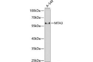 Western blot analysis of extracts of A-549 cells using MTA3 Polyclonal Antibody at dilution of 1:1000. (MTA3 抗体)