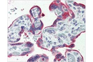 Immunohistochemical staining of Placenta using AP31137PU-N ERP44 antibody (ERP44 抗体  (C-Term))