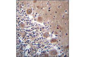 Immunohistochemistry analysis in Formalin Fixed, Paraffin Embedded Human stomach tissue stained with SCHIP1 Antibody (Center) followed by peroxidase conjugation of the secondary antibody and DAB staining. (SCHIP1 抗体  (Middle Region))