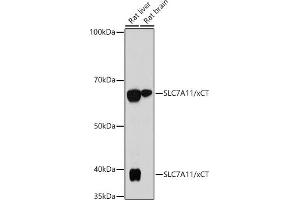 Western blot analysis of extracts of various cell lines, using SLC7/xCT antibody (ABIN7270482) at 1:1000 dilution. (SLC7A11 抗体)