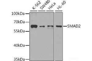 Western blot analysis of extracts of various cell lines using SMAD2 Polyclonal Antibody at dilution of 1:1000. (SMAD2 抗体)