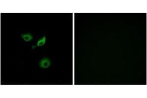 Immunofluorescence (IF) image for anti-Olfactory Receptor, Family 10, Subfamily AD, Member 1 (OR10AD1) (AA 141-190) antibody (ABIN1535794)