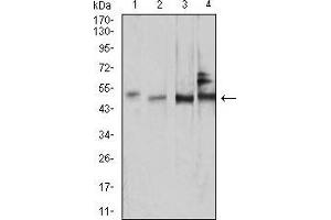 Western blot analysis using SMAD1 mouse mAb against NIH/3T3 (1), COS7 (2), HUVEC (3), and C2C12 (4) cell lysate.