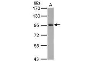 Image no. 3 for anti-SH2 Domain Containing 3C (SH2D3C) (C-Term) antibody (ABIN1491927) (SH2D3C 抗体  (C-Term))