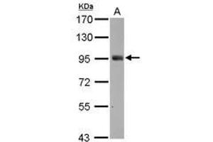 Image no. 3 for anti-SH2 Domain Containing 3C (SH2D3C) (C-Term) antibody (ABIN1491927) (SH2D3C 抗体  (C-Term))