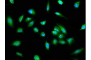 Immunofluorescence staining of Hela cells with ABIN7163461 at 1:100, counter-stained with DAPI. (Pirin 抗体  (AA 1-290))
