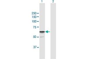 Western Blot analysis of SGSH expression in transfected 293T cell line by SGSH MaxPab polyclonal antibody. (SGSH 抗体  (AA 1-502))