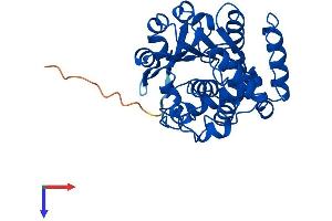 SULT1C4 Protein (AA 1-302) (His tag)