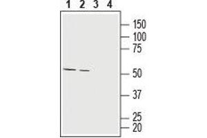 Western blot analysis of rat (lanes 1 and 3) and mouse (lanes 2 and 4) brain lysates: - 1,2.