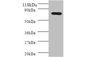 Western blot All lanes: Polymeric immunoglobulin receptor antibody at 2 μg/mL + HL60 whole cell lysate Secondary Goat polyclonal to rabbit IgG at 1/10000 dilution Predicted band size: 83, 59 kDa Observed band size: 83 kDa (PIGR 抗体  (AA 399-599))