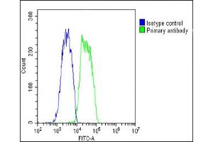 Overlay histogram showing HepG2 cells stained with C(green line). (COMP 抗体  (AA 314-343))