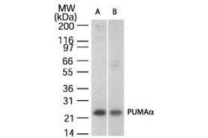 Image no. 2 for anti-BCL2 Binding Component 3 (BBC3) (AA 186-199) antibody (ABIN208703) (PUMA 抗体  (AA 186-199))