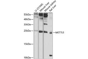 Western blot analysis of extracts of various cell lines, using METTL5 antibody (ABIN6132288, ABIN6143775, ABIN6143776 and ABIN6224935) at 1:1000 dilution.