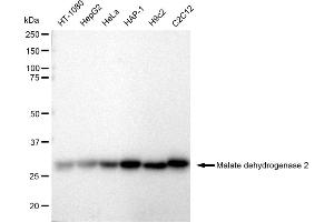 Western blotting analysis using Malate dehydrogenase 2 antibody (ABIN7799327). (Recombinant MDH2 抗体)