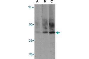 Western blot analysis of Sigirr in A-549 cell lysate with Sigirr polyclonal antibody  at (A) 0. (SIGIRR 抗体  (C-Term))