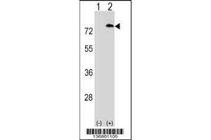 Western blot analysis of PAF1 using rabbit polyclonal PAF1 Antibody using 293 cell lysates (2 ug/lane) either nontransfected (Lane 1) or transiently transfected (Lane 2) with the PAF1 gene. (PAF1/PD2 抗体  (C-Term))