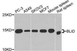 Western blot analysis of extracts of various cells, using BLID antibody. (BLID 抗体)