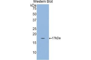 Detection of Recombinant GKN3, Mouse using Polyclonal Antibody to Gastrokine 3 (GKN3) (Gastrokine 3 抗体  (AA 38-177))